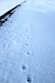 Artic Fox footprint